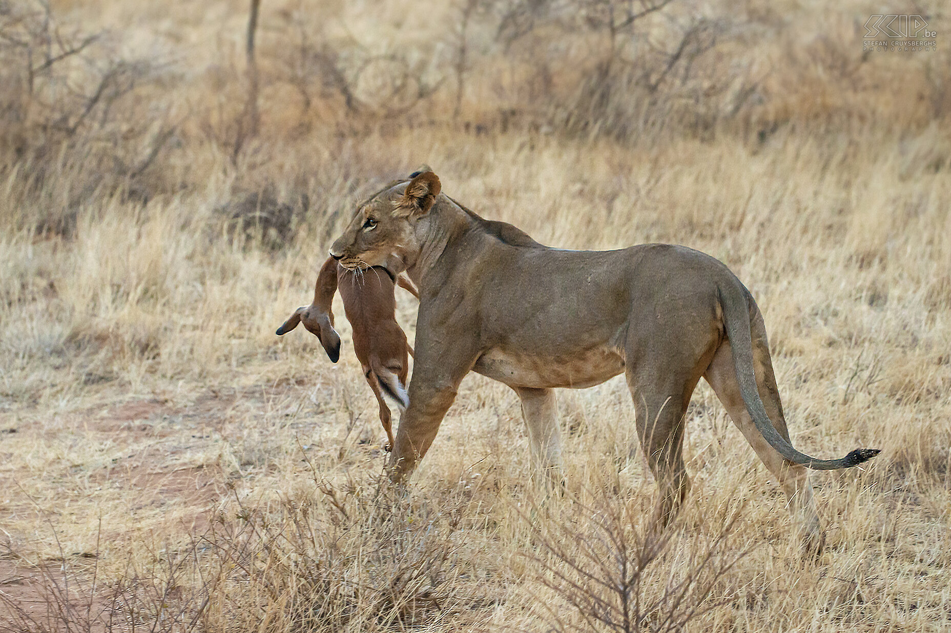 Samburu - Lioness with killed impala Just after sunset we also encountered a lioness that killed a young impala and she was dragging it around. Stefan Cruysberghs